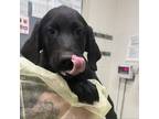 Adopt Sweet Bee a Labrador Retriever