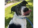 Adopt Glen Coco a Mixed Breed, Border Collie