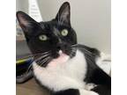Adopt Pawficer Donut a Domestic Short Hair