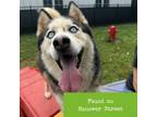 Adopt Rudolph a Husky