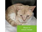 Adopt Slick Rick a Domestic Short Hair