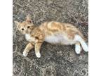 Adopt Simba a Domestic Short Hair