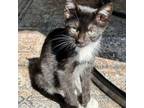 Adopt Boom a Domestic Short Hair