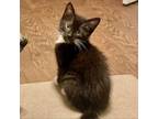 Adopt Oakley a Domestic Short Hair