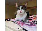 Adopt Balsa a Domestic Short Hair