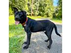 Adopt Pretzel a Pit Bull Terrier