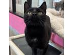 Adopt Utah a Domestic Short Hair