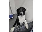 Adopt Noggin' a Collie, Shepherd