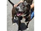 Adopt Blackey a Labrador Retriever, Terrier