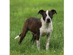 Adopt Giggles G a Boxer
