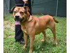 Adopt Stars a Pit Bull Terrier, Mixed Breed