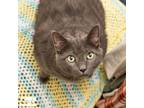 Adopt Marv - Available from Foster a Domestic Short Hair