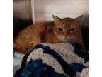 Adopt Purrcy - Available from Foster a Domestic Short Hair