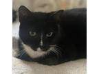 Adopt Sox - Available from Foster a Domestic Short Hair