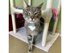 Adopt Obi a Domestic Short Hair