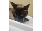 Adopt Samson a Domestic Short Hair