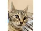 Adopt Raymond a Domestic Short Hair