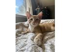 Adopt Debut a Domestic Short Hair