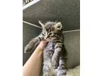 Adopt Pico a Domestic Medium Hair, Domestic Short Hair