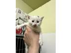 Adopt Rex a Domestic Medium Hair, Domestic Short Hair