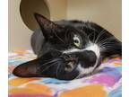 Adopt Boris a Domestic Short Hair