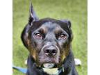 Adopt Sheldon a Terrier