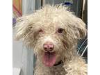 Adopt Mikey a Poodle