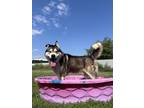 Adopt Logan a Alaskan Malamute, Mixed Breed