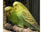 Adopt Papaya a Parakeet (Other)