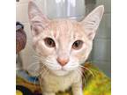 Adopt Burberry - Reduced Fee! a Domestic Short Hair