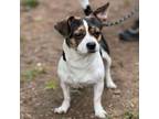 Adopt Lift a Mixed Breed