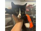 Adopt Aburzzi a Domestic Short Hair