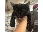 Adopt Sucre a Domestic Short Hair
