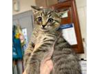 Adopt Brody a Domestic Short Hair