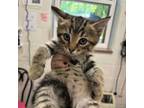 Adopt Asher a Domestic Short Hair