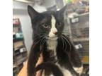 Adopt Haywire a Domestic Short Hair