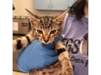 Adopt Salt a Domestic Short Hair