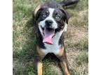 Adopt Stoney a Mixed Breed
