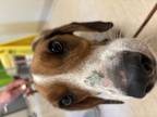 Adopt Cracker Barrel a Mixed Breed