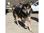 Adopt Beast a Mixed Breed