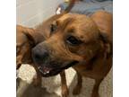 Adopt Sadie a Mixed Breed