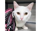 Adopt Waldo a Domestic Short Hair