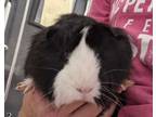 Adopt Niles a Guinea Pig