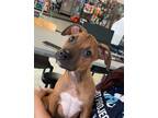 Adopt Wade a Pit Bull Terrier, Mixed Breed