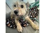 Adopt Lars - (Medical) a Yorkshire Terrier, Norwich Terrier
