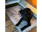 Adopt Hickory Tree a Pit Bull Terrier