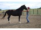 Adopt Kodiak (Kodi) a Quarterhorse