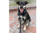 Adopt Dylan a Shepherd, Shiba Inu