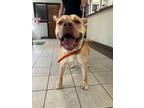 Adopt Rosco 6 a Mixed Breed