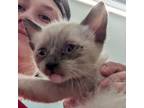 Adopt Mint a Siamese